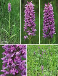 Attēlu rezultāti vaicājumam “Dactylorhiza”