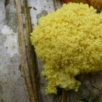 Attēlu rezultāti vaicājumam “Fuligo laevis”