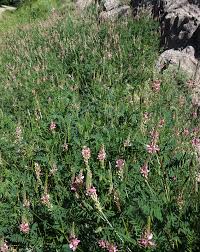Image result for Onobrychis viciifolia