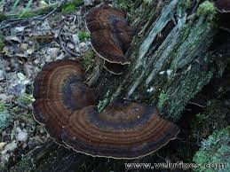 Attēlu rezultāti vaicājumam “Ischnoderma benzoinum”