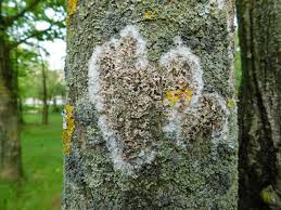 Attēlu rezultāti vaicājumam “Athelia arachnoidea”