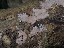 Attēlu rezultāti vaicājumam “Steccherinum fimbriatum”