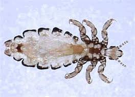 Attēlu rezultāti vaicājumam “Phthiraptera”