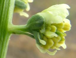 Image result for Reseda luteola