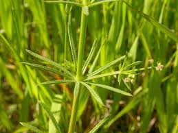 Attēlu rezultāti vaicājumam “Galium aparine leaf”