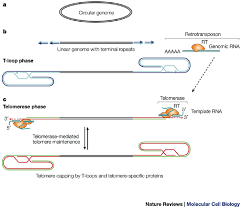 Image result for the end of the t-loop structure