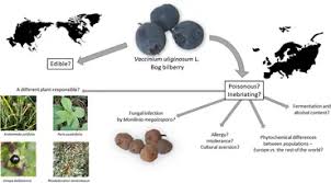 Attēlu rezultāti vaicājumam “Vaccinium uliginosum fruit”