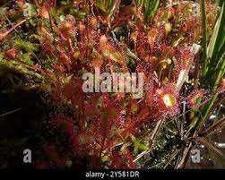 Attēlu rezultāti vaicājumam “Drosera x obovata”