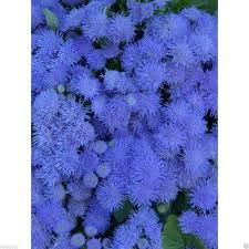 Image result for Ageratum mexicanum