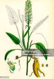 Attēlu rezultāti vaicājumam “Phyteuma spicatum”