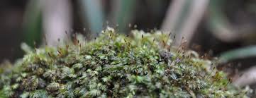 Attēlu rezultāti vaicājumam “Gymnostomum calcareum macro”