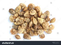 Attēlu rezultāti vaicājumam “Onobrychis arenaria fruit”