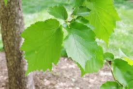 Attēlu rezultāti vaicājumam “Corylus colurna”