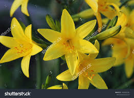 Attēlu rezultāti vaicājumam “Hemerocallis lilioasphodelus”