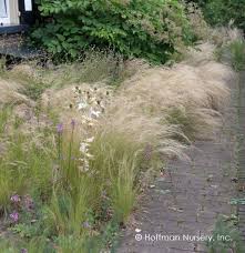 Attēlu rezultāti vaicājumam “Najas tenuissima”