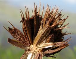 Attēlu rezultāti vaicājumam “Bidens frondosa fruit”