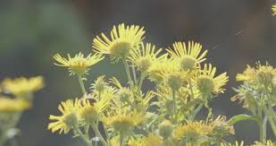 Attēlu rezultāti vaicājumam “Inula britannica”