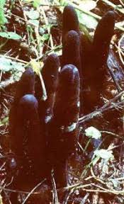 Attēlu rezultāti vaicājumam “Xylaria polymorpha”