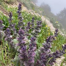 Attēlu rezultāti vaicājumam “Ajuga pyramidalis”