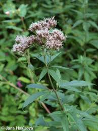 Attēlu rezultāti vaicājumam “Eupatorium cannabinum bud”
