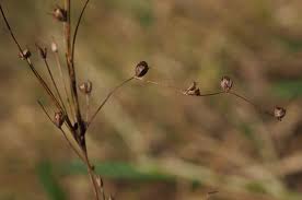 Attēlu rezultāti vaicājumam “Juncus squarrosus fruit”