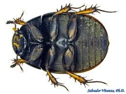 Attēlu rezultāti vaicājumam “Hydrophilidae”