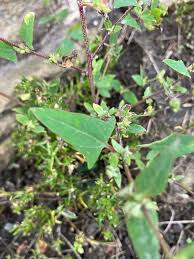 Attēlu rezultāti vaicājumam “Atriplex patula fruit”