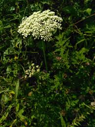 Attēlu rezultāti vaicājumam “Selinum carvifolia”