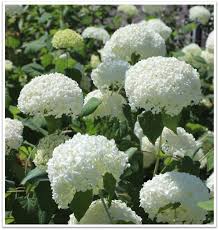 Attēlu rezultāti vaicājumam “Hydrangea arborescens”