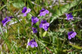 Attēlu rezultāti vaicājumam “Pinguicula vulgaris fruit”