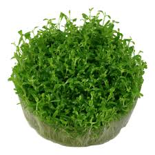 Attēlu rezultāti vaicājumam “Elatine hydropiper leaf”