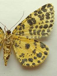 Attēlu rezultāti vaicājumam “Arichanna melanaria”