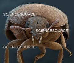 Attēlu rezultāti vaicājumam “Attagenus smirnovi”