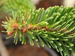 Attēlu rezultāti vaicājumam “Abies”