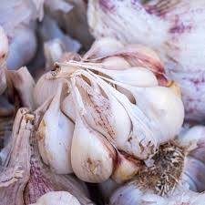 Attēlu rezultāti vaicājumam “Allium sativum”