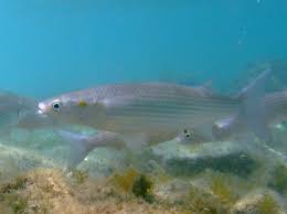 Image result for Liza aurata