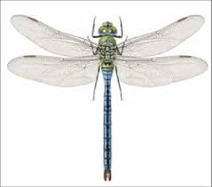 Attēlu rezultāti vaicājumam “Anax parthenope”