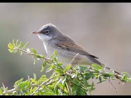 Attēlu rezultāti vaicājumam “Sylvia communis adult”