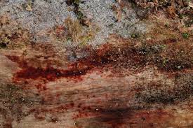 Attēlu rezultāti vaicājumam “Hyphodiscus hymeniophilus”