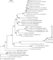 Attēlu rezultāti vaicājumam “Lophozia longidens”