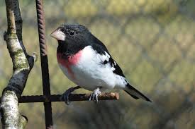 Image result for Pheucticus ludovicianus