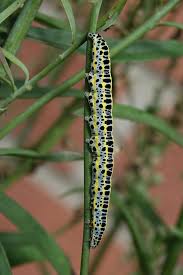 Attēlu rezultāti vaicājumam “Calophasia lunula larva”