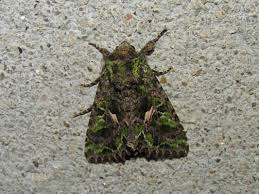 Attēlu rezultāti vaicājumam “Trachea atriplicis”