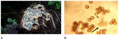 Attēlu rezultāti vaicājumam “Fuligo cinerea macro”