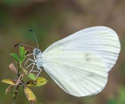 Attēlu rezultāti vaicājumam “Leptidea sinapis”
