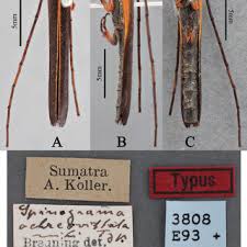 Attēlu rezultāti vaicājumam “Plagionotus detritus imago”