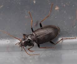 Attēlu rezultāti vaicājumam “Nebria brevicollis”