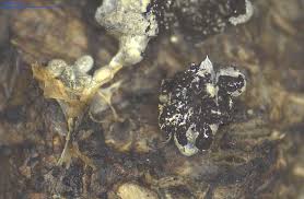 Attēlu rezultāti vaicājumam “Fuligo cinerea macro”