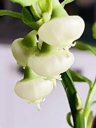 Attēlu rezultāti vaicājumam “Vaccinium uliginosum flower”