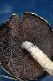 Attēlu rezultāti vaicājumam “Psathyrella lacrymabunda”